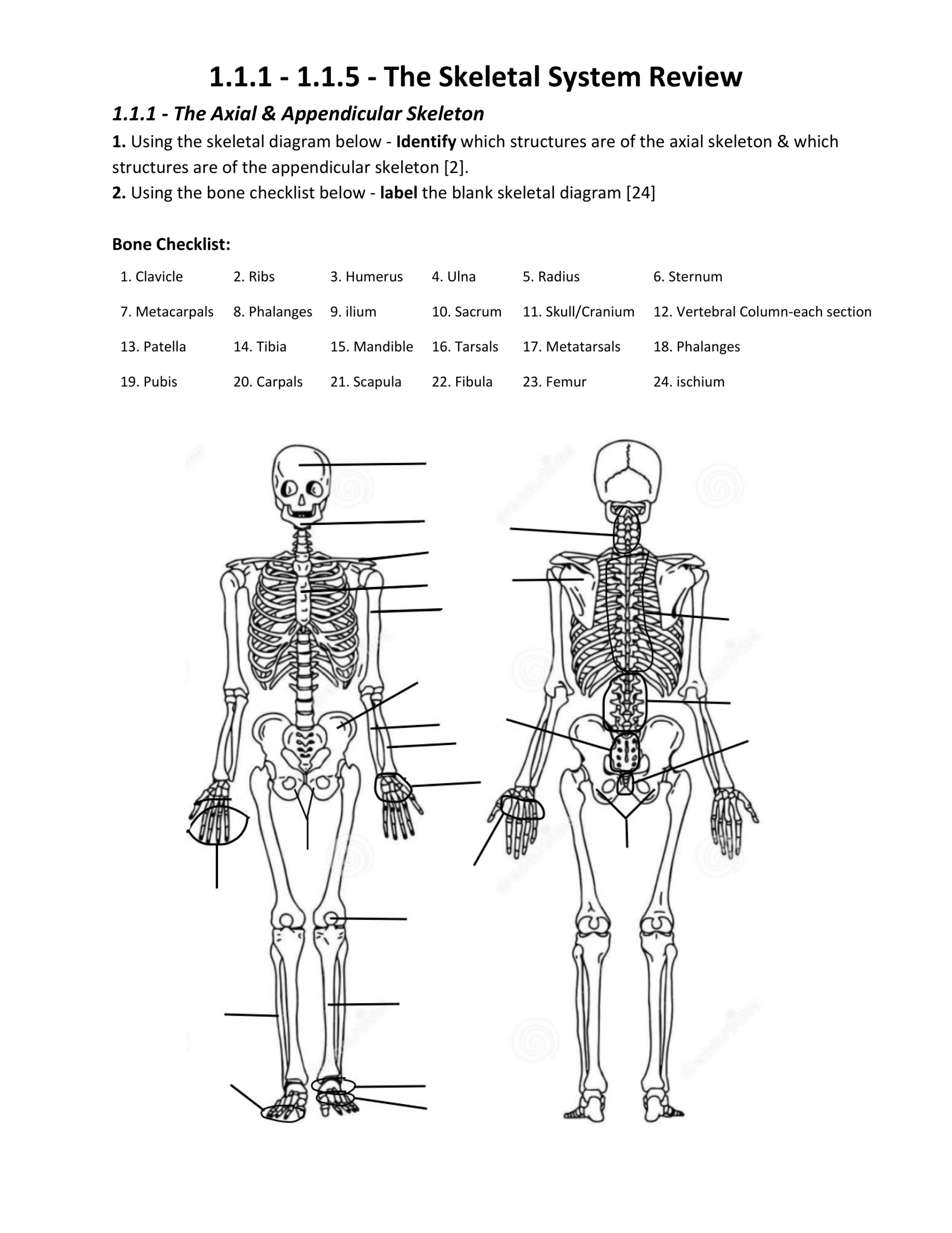 1 1 1 1 1 5 The Skeletal System Review Eli Prochnau Library Formative
