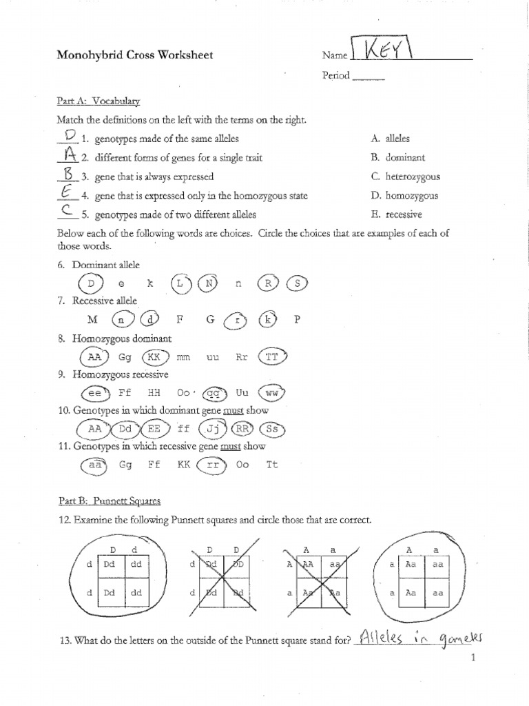 1 F Unit 7 Monohybrid Cross Worksheet Key PDF Worksheets Library