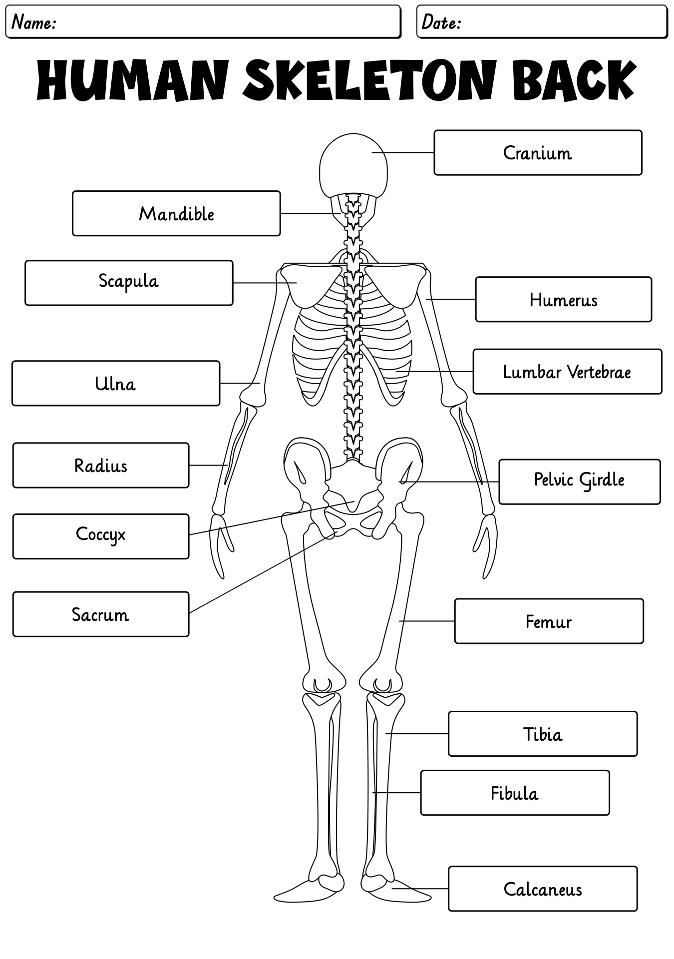 13 Skeleton Bones Labeled Worksheets Free PDF At Worksheeto 13 Skeleton Bones Labeled Worksheets Free PDF At Worksheeto