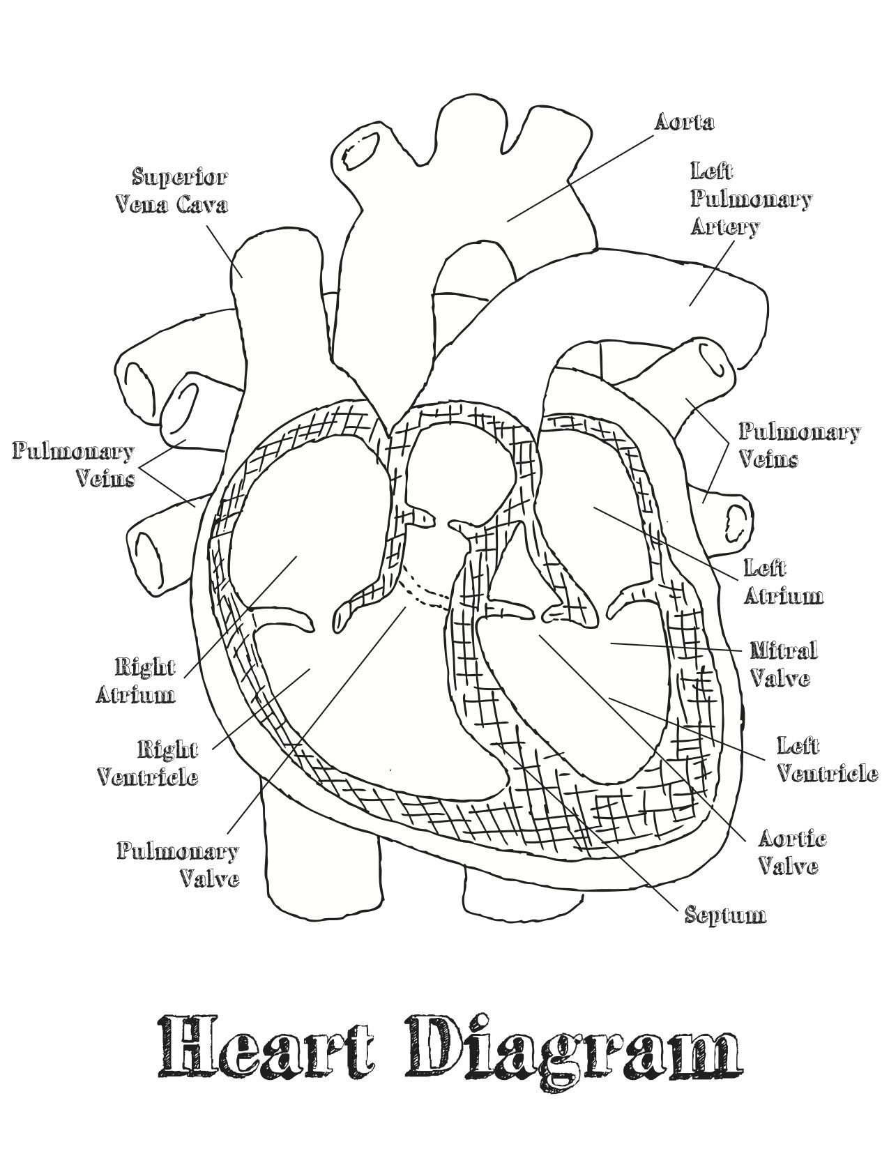 9 A P 2 Ideas Biology Notes Heart Anatomy Medical School Studying