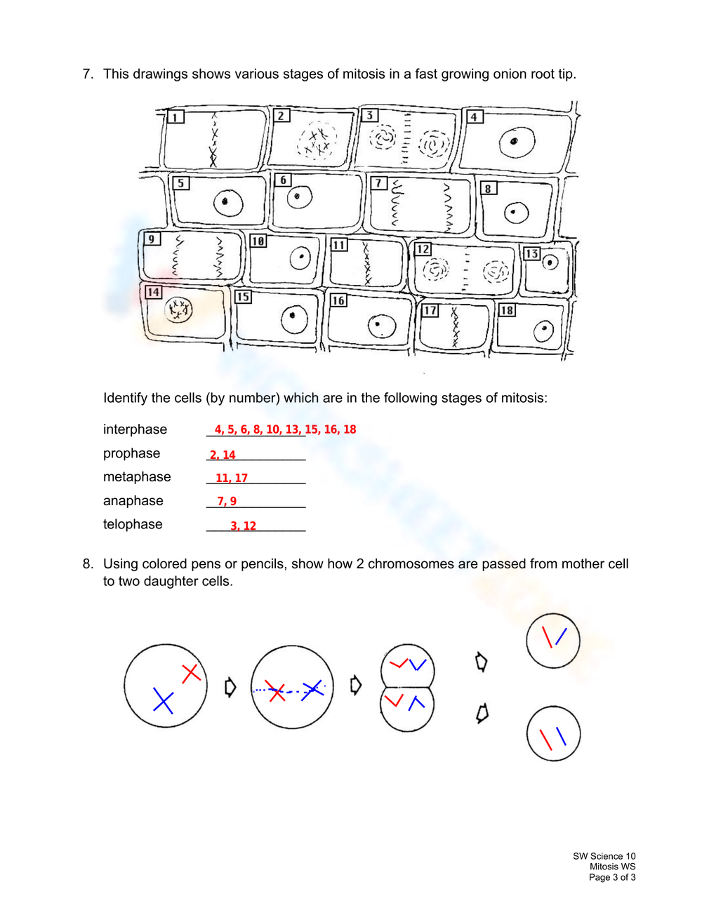 mitosis practice worksheet answer key mitosis practice worksheet answer key