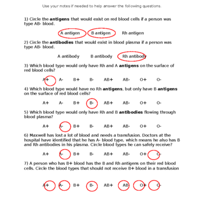 AB Blood Type Review Worksheet Key For Study Aid Studocu