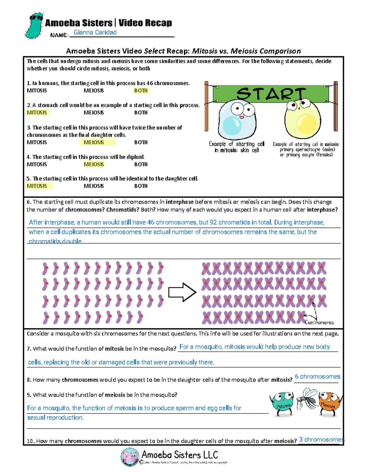 Amoeba Sisters Mitosis Vs Meiosis Comparison Worksheet Guide Studocu Amoeba Sisters Mitosis Vs Meiosis Comparison Worksheet Guide Studocu