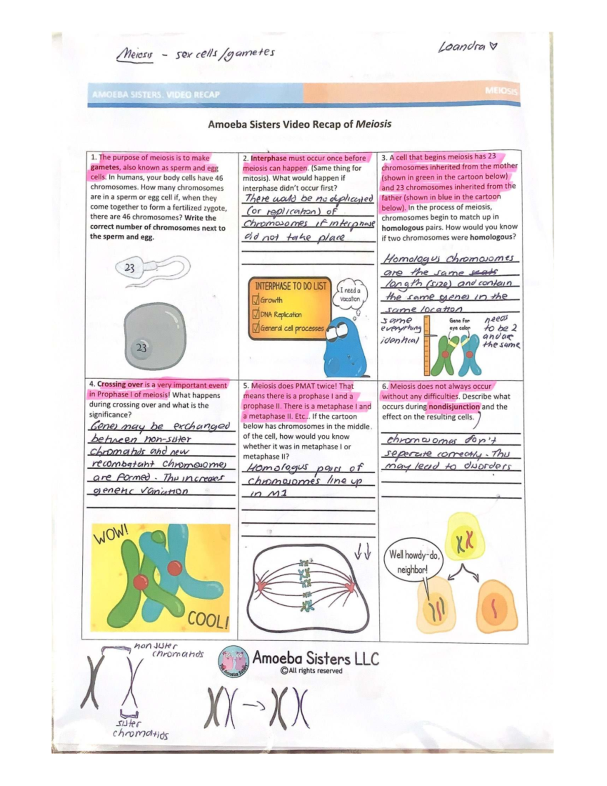 Amoeba Sisters Video Recap Meiosis Mitosis Overview Studocu Amoeba Sisters Video Recap Meiosis Mitosis Overview Studocu