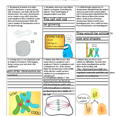 Amoeba Sisters Video Recap Of Meiosis Key Concepts Explained Studocu
