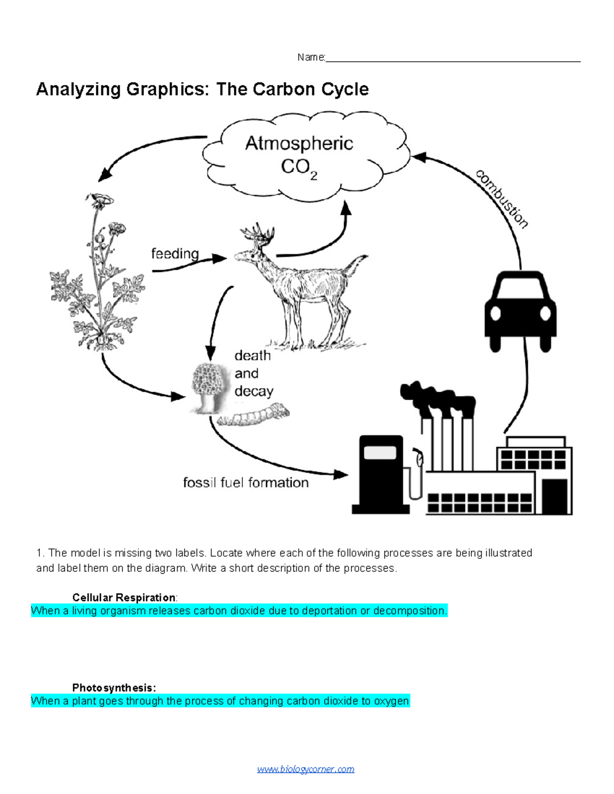 Analyzing Graphics The Carbon Cycle Answers For Biology 101 Studocu
