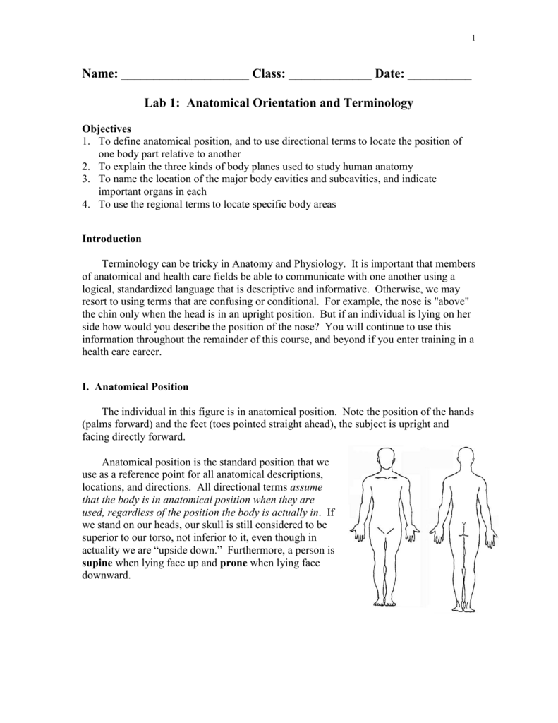 Anatomical Orientation Terminology Lab Worksheet