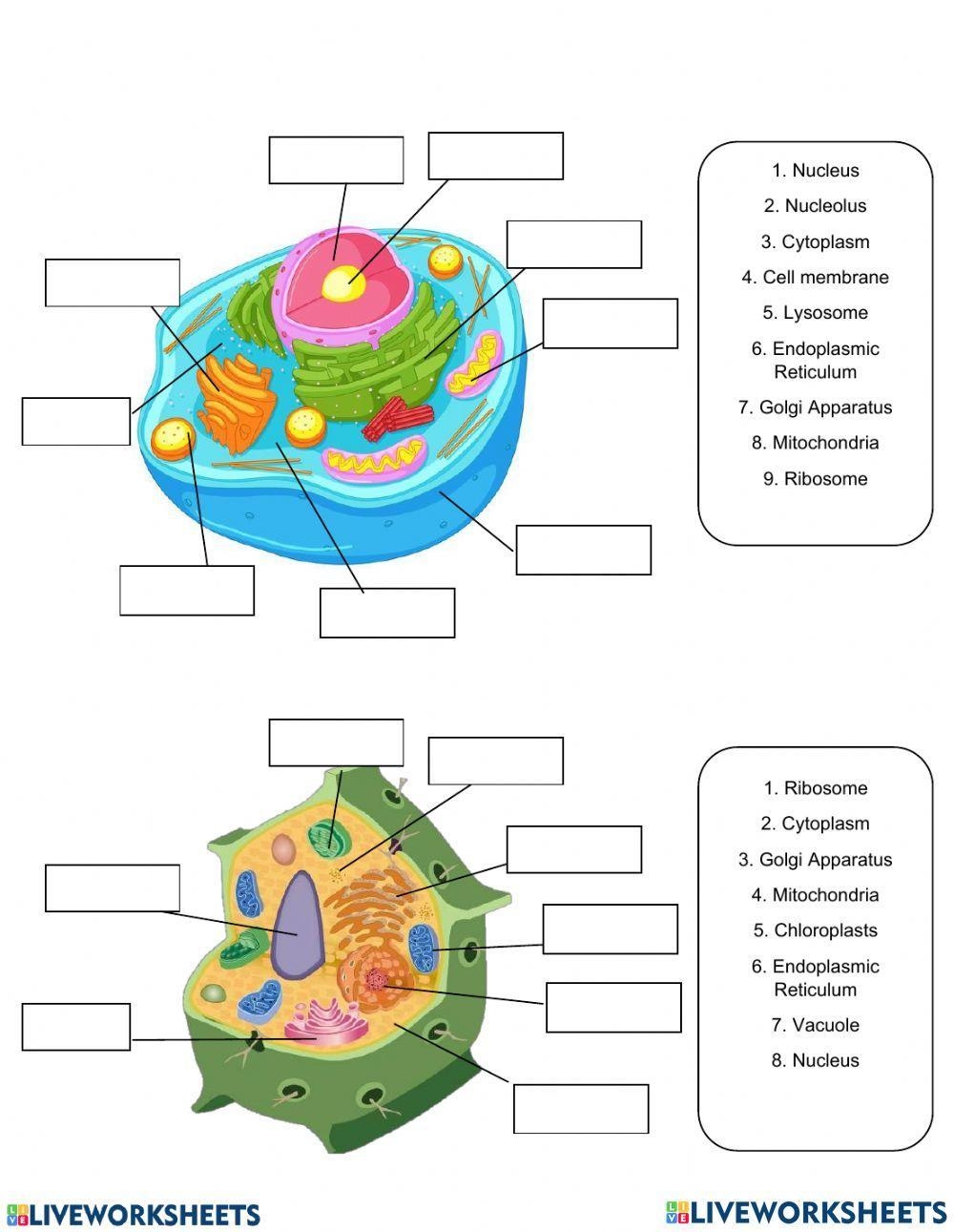 Animal And Plant Cell Worksheets Library Animal And Plant Cell Worksheets Library