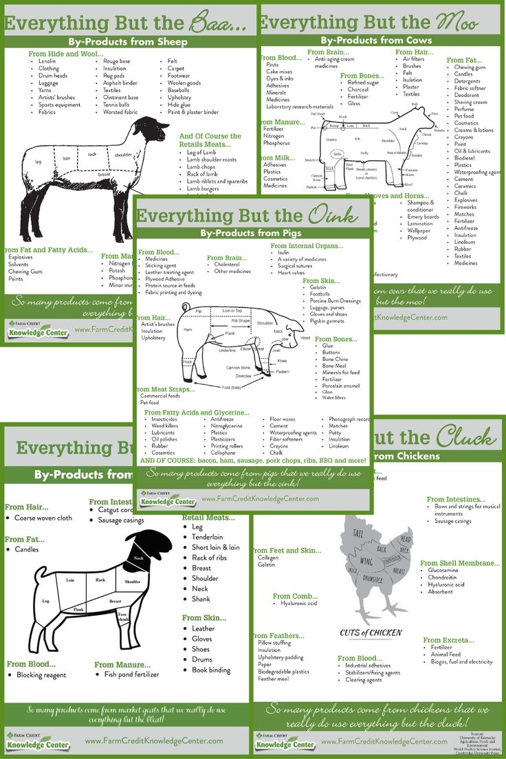 everything but the oink worksheet answers everything but the oink worksheet answers