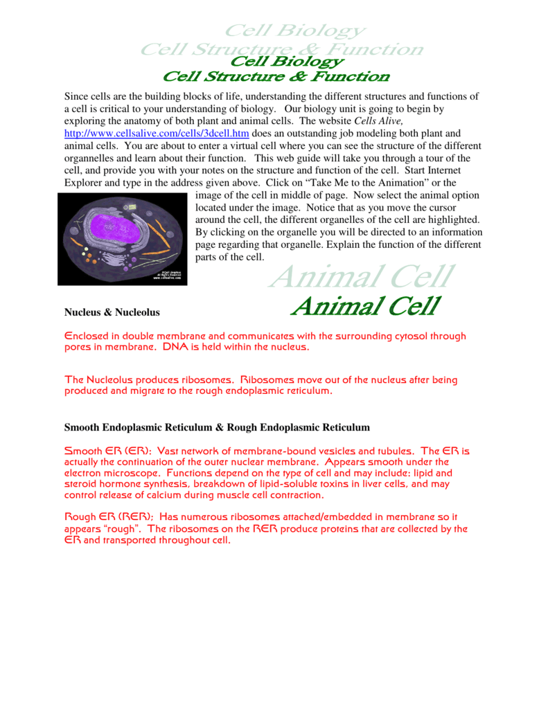 Animal Cell Anatomy A Web Guide Worksheet Animal Cell Anatomy A Web Guide Worksheet
