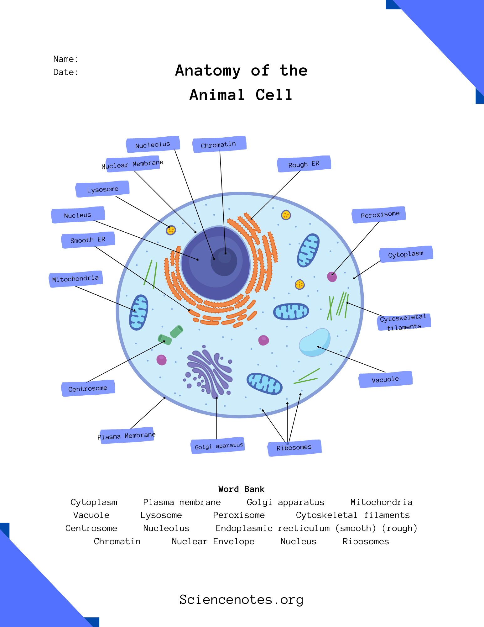 the animal cell worksheet answer key the animal cell worksheet answer key