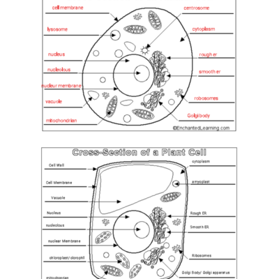 Animal Cell Foldable Activity Instructions And Answer Key Studocu
