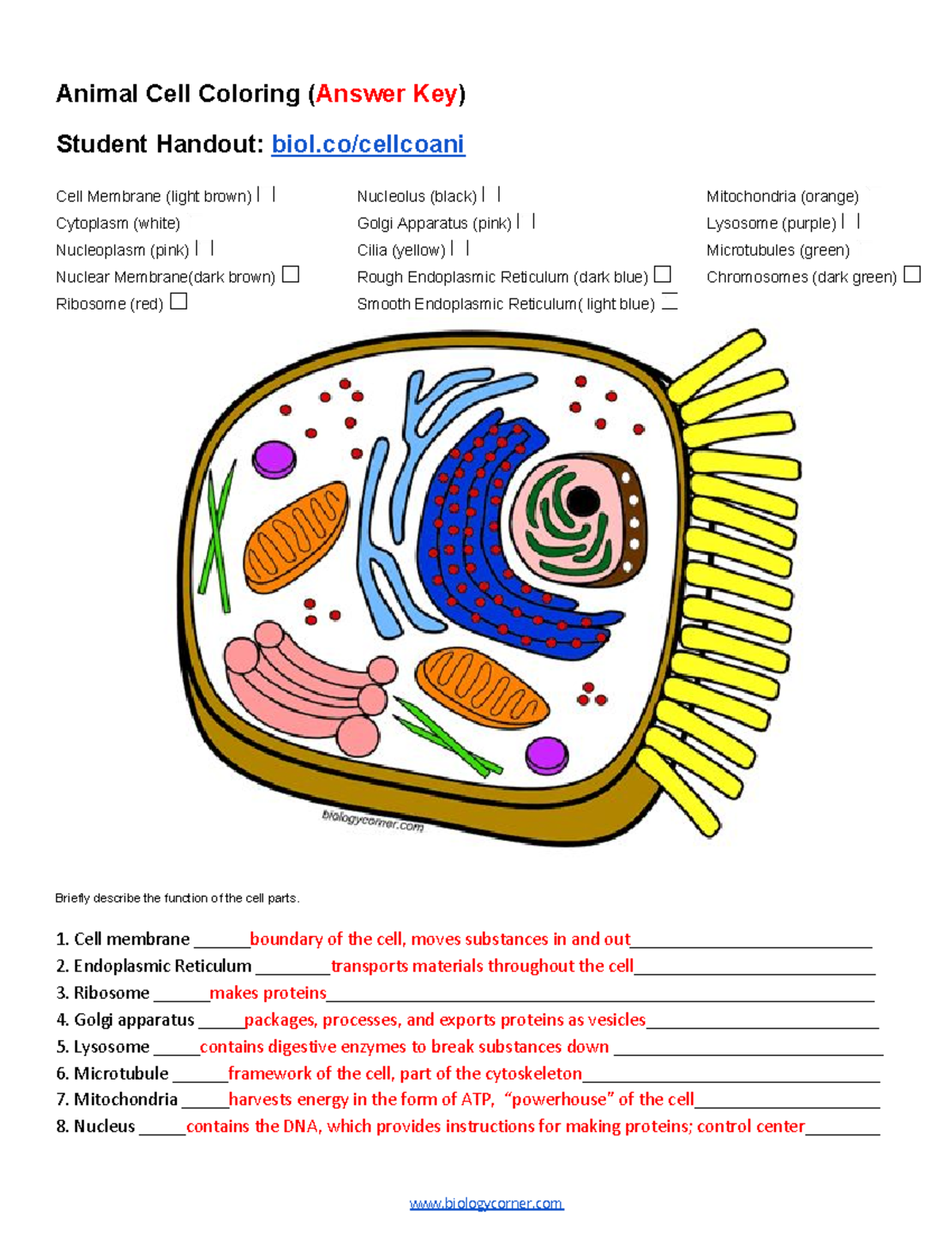 Animal Cell Functions Coloring Answer Key Descriptions For BIOL101 Studocu Animal Cell Functions Coloring Answer Key Descriptions For BIOL101 Studocu