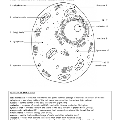 Animal Cell Worksheet Anatomy Function