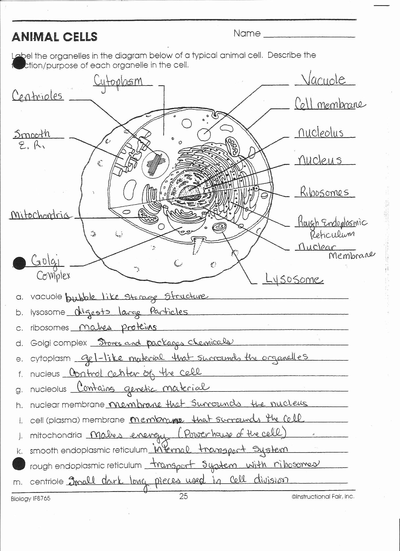 Animal Cell Worksheet Answers Inspirational Worksheet Cell Worksheets Library Animal Cell Worksheet Answers Inspirational Worksheet Cell Worksheets Library