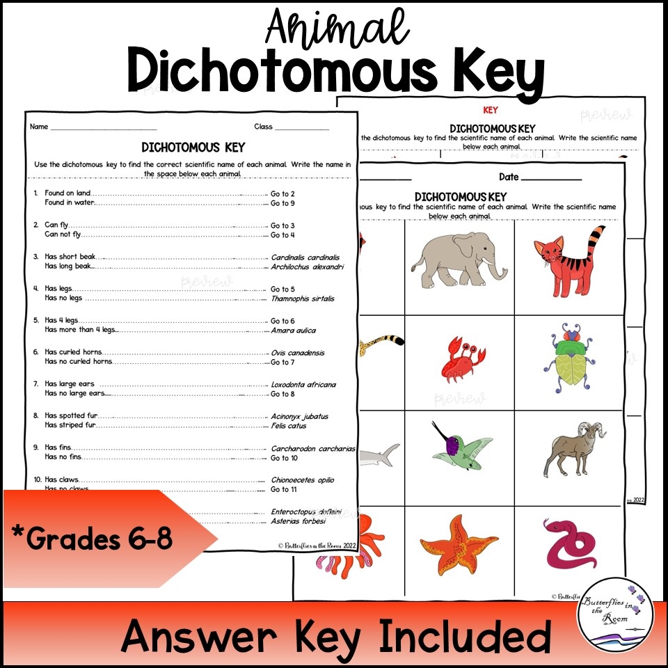Animal Dichotomous Key Classful Animal Dichotomous Key Classful