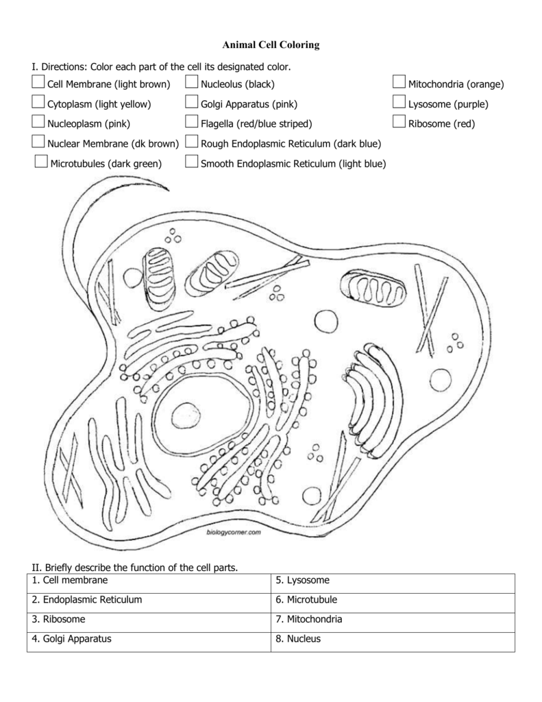 Animal Plant Cell Coloring Worksheet Biology
