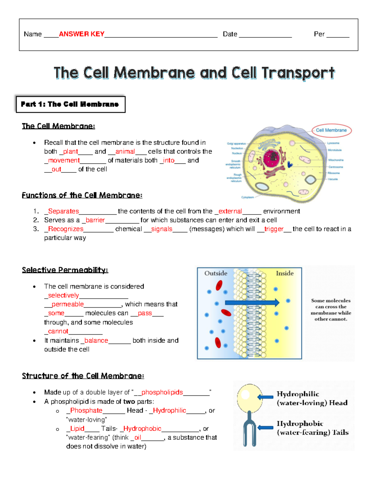 Answer KEY Cell Membrane Cellular Transport Guided Notes Studocu