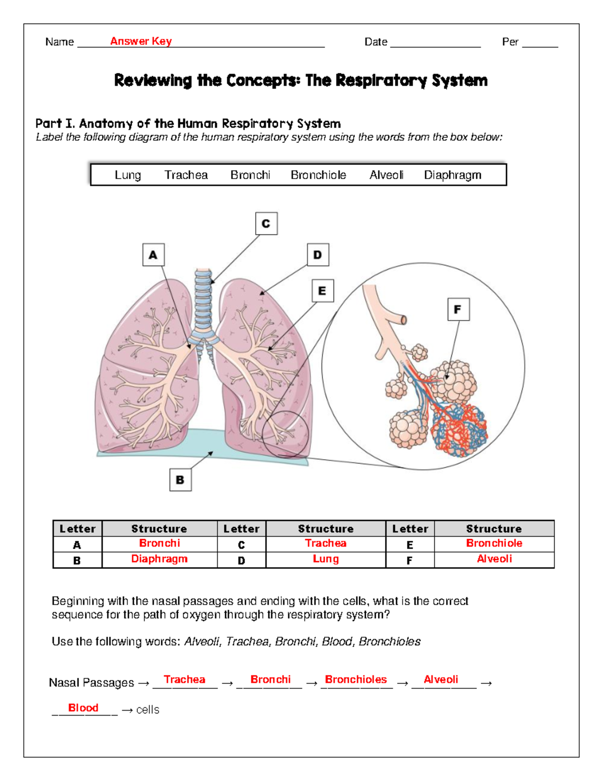 Answer Key For Respiratory System Worksheet Biology 101 Studocu