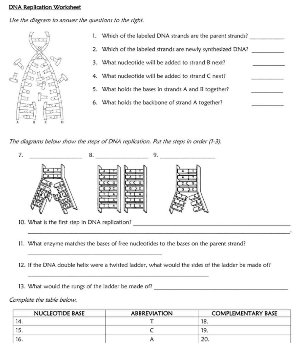 ANSWERED DNA Replication Worksheet Use The Diagram To Answer The Kunduz ANSWERED DNA Replication Worksheet Use The Diagram To Answer The Kunduz