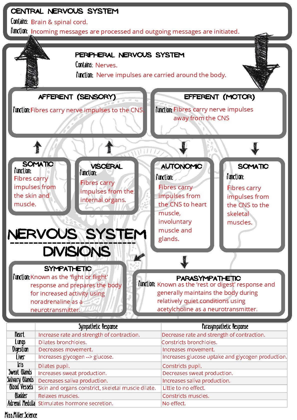 ANSWERS Divisions Of The Nervous System Summary Worksheet By Miss Miller