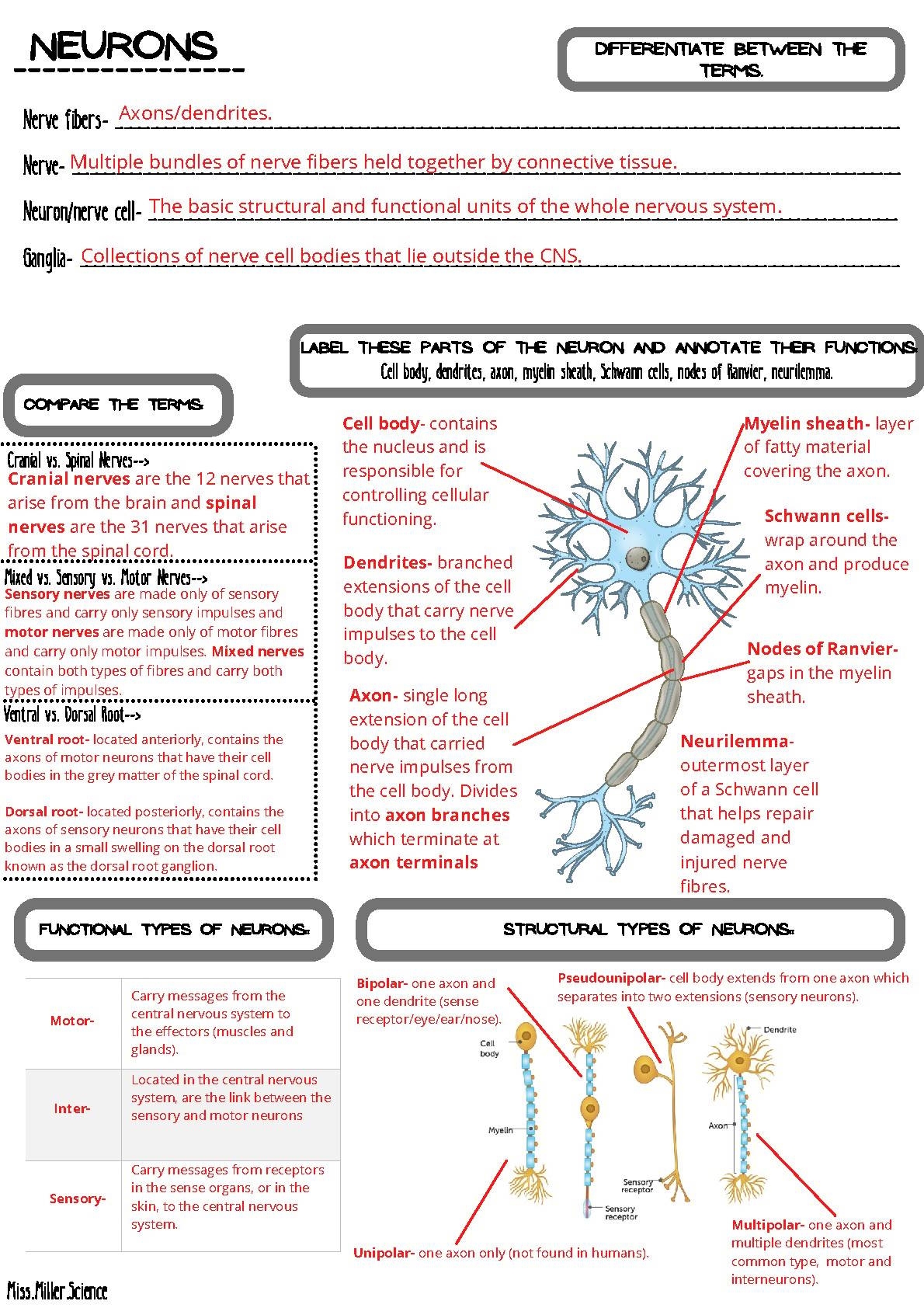 ANSWERS Peripheral Nervous System Summary Worksheets By Miss Miller ANSWERS Peripheral Nervous System Summary Worksheets By Miss Miller