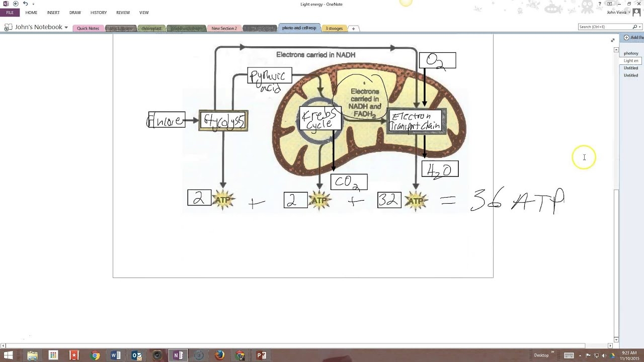 Answers Photosynthesis And Cell Respiration Worksheet YouTube