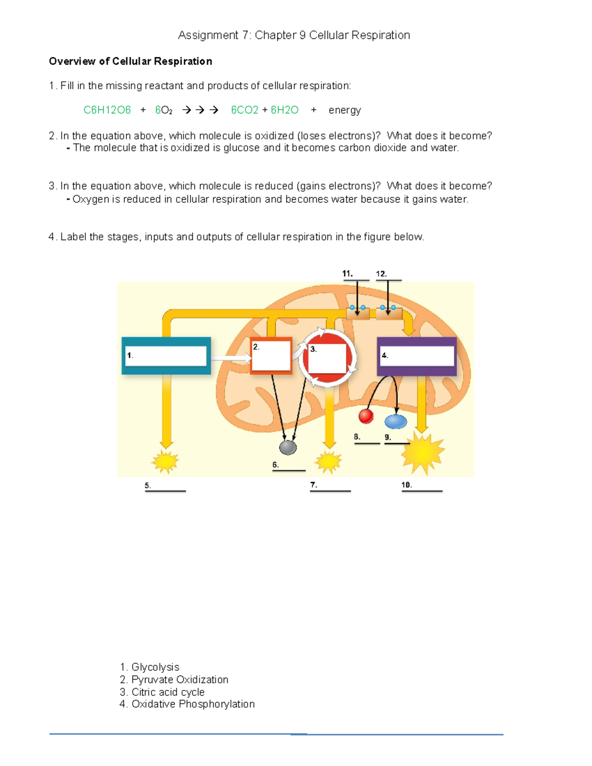 Assignment 7 Ch 9 Cellular Respiration Overview And Key Concepts Studocu