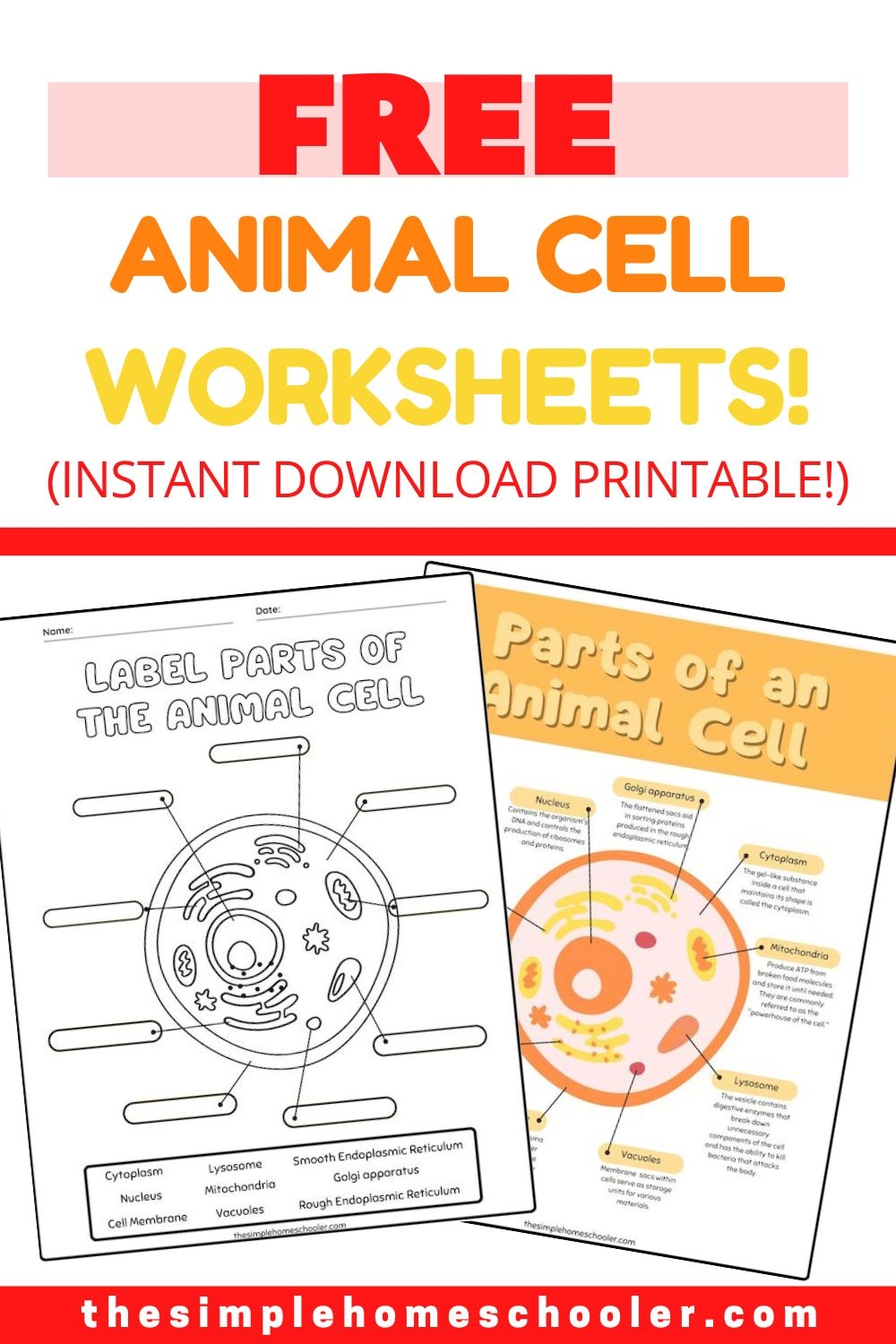 animal cell worksheet answer key