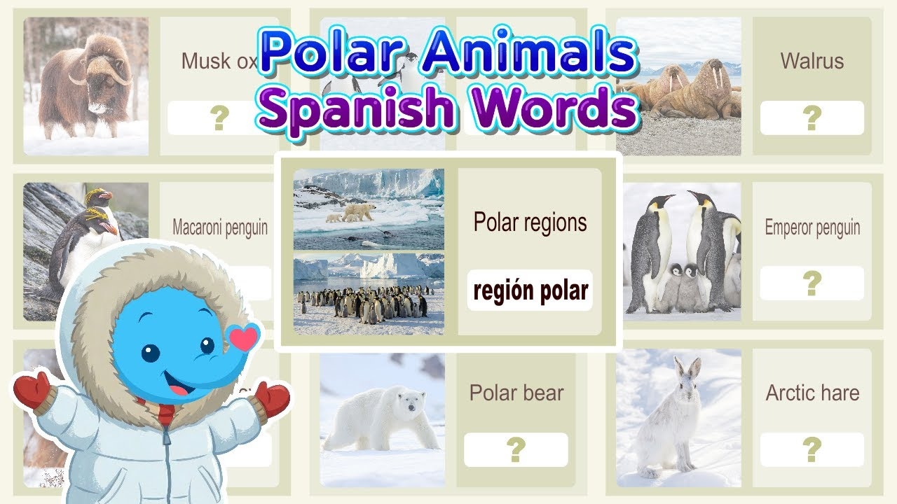 Bilingual English To Spanish Word Cards Polar Animals Spanish Vocabulary For Kids YouTube Bilingual English To Spanish Word Cards Polar Animals Spanish Vocabulary For Kids YouTube