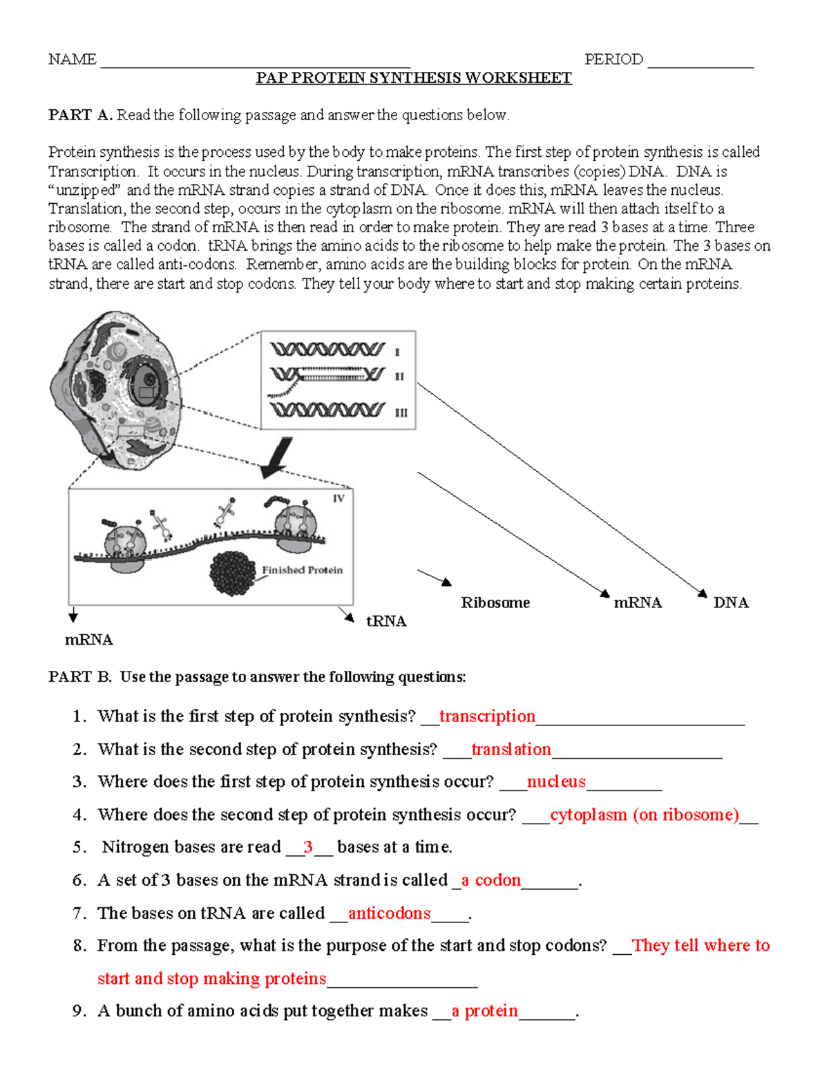 BIO PROTEIN SYNTHESIS WORKSHEET Steps And Amino Acid Sequences Studocu