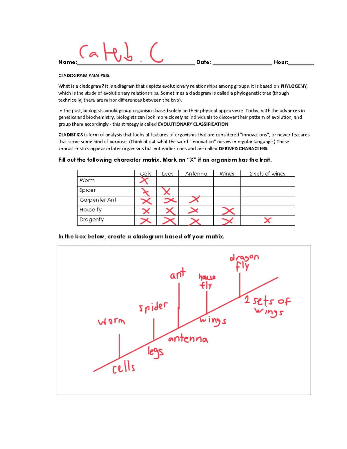 BIO101 Cladogram Practice Activity Understanding Evolutionary Relationships Studocu