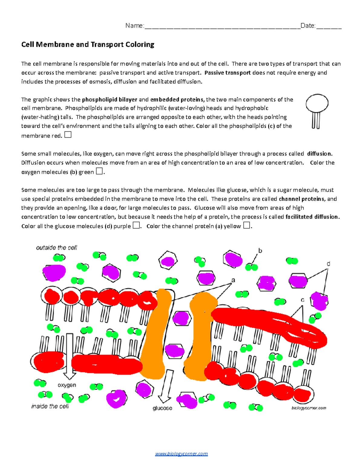BIOL 101 Cell Membrane Transport Coloring Guide Activities Studocu
