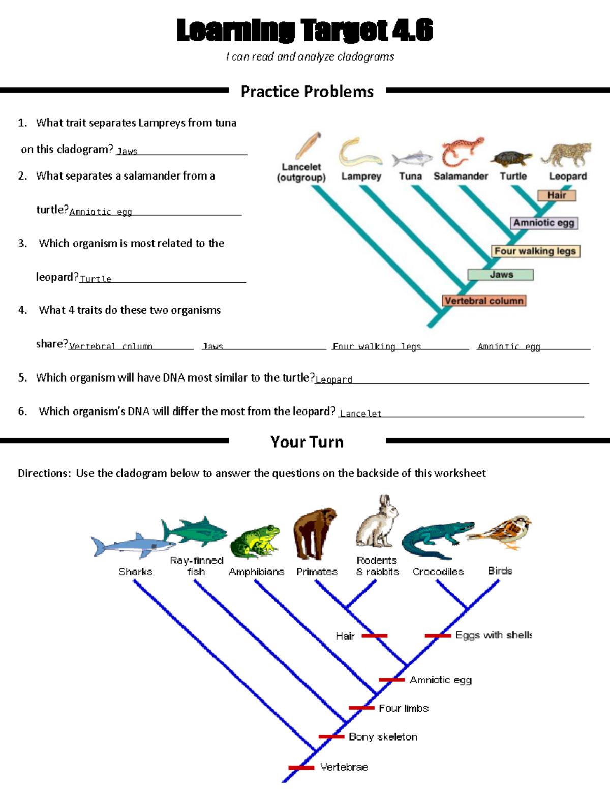 BIOL 101 Cladogram Worksheet Practice Problems Analysis Studocu