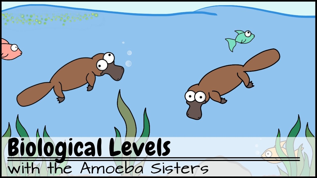 amoeba sisters biological levels worksheet answers amoeba sisters biological levels worksheet answers