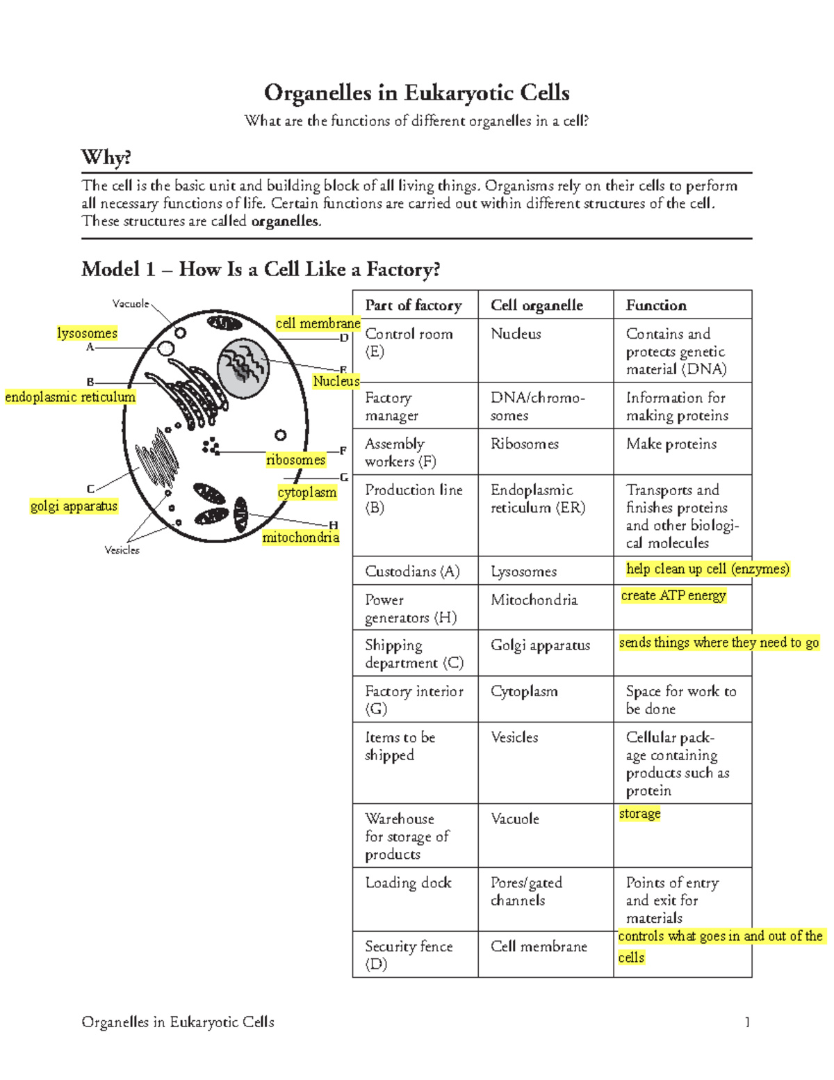 Biology 1 Eukaryotic Cell Organelles Activity KEY With Functions Studocu