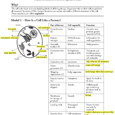Biology 1 Eukaryotic Cell Organelles Activity KEY With Functions Studocu