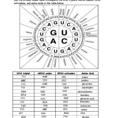Biology 101 Aaliyah Washington Codon Worksheet 2 Guide Studocu