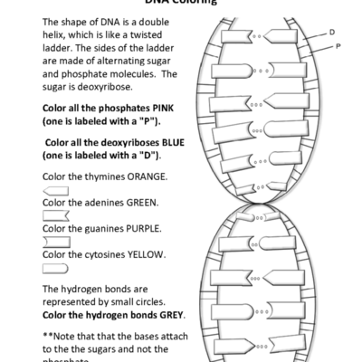 Biology 101 DNA Double Helix Coloring And Structure Guide Studocu