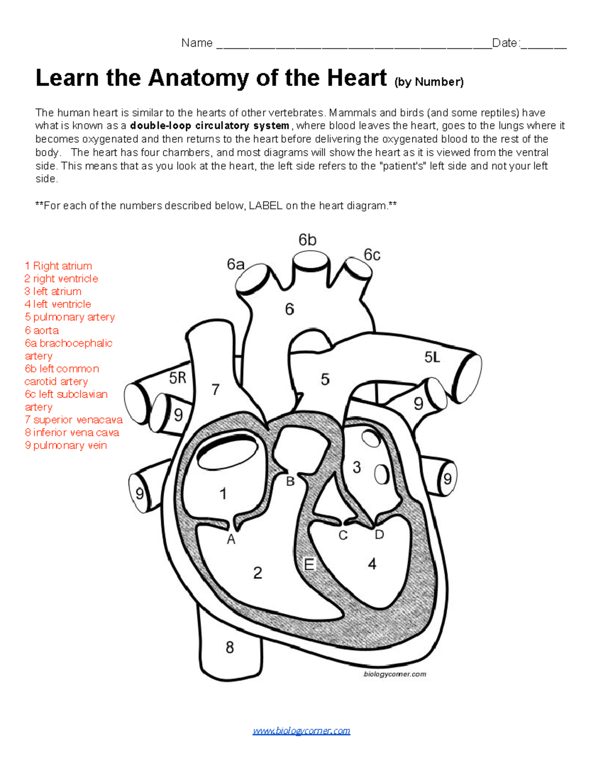 Biology 101 Heart Anatomy Labeling Guide by Number Studocu