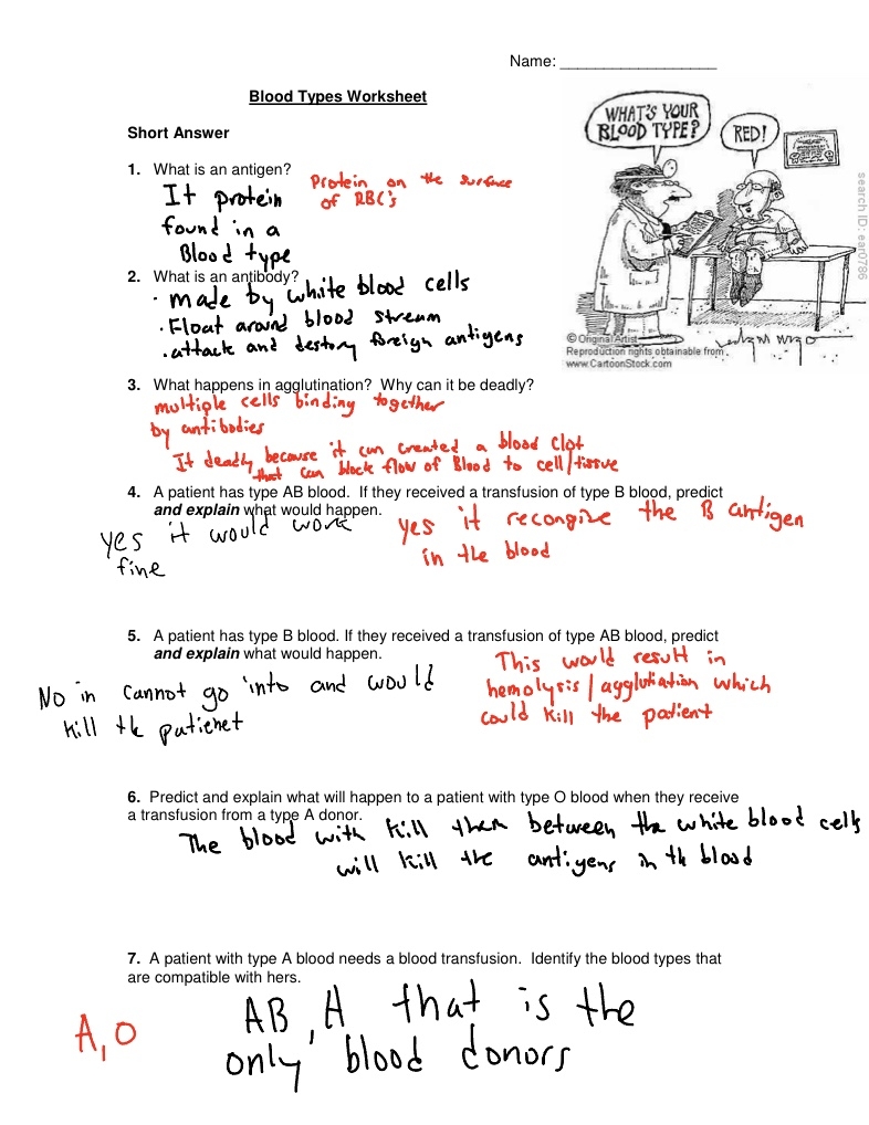 Blood Types Worksheet 2 Notability Gallery Blood Types Worksheet 2 Notability Gallery