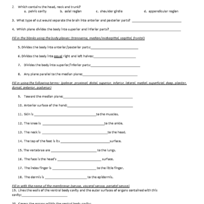 Body Orientation Practice Questions With Answer KEY ANAT 101 Studocu