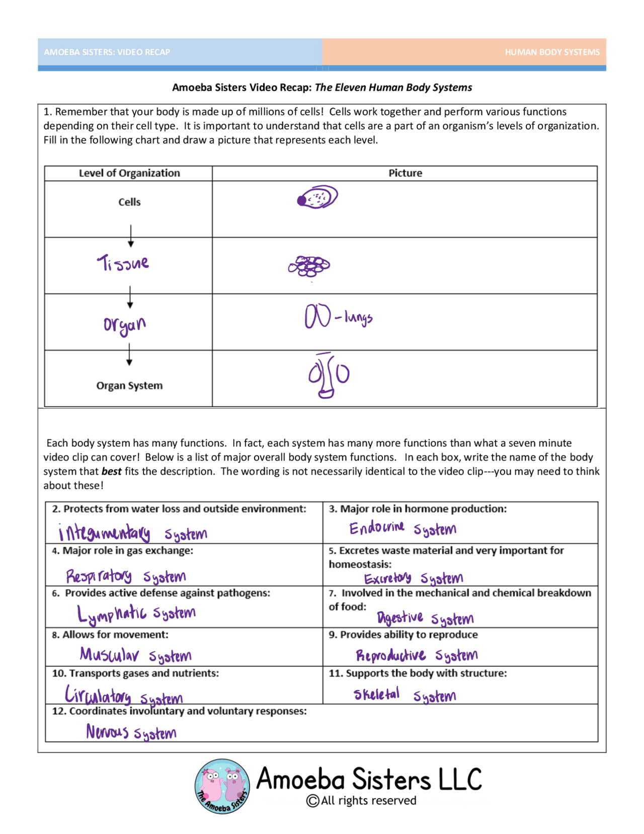 Body Systems Amoeba Sisters Assignments Biology Docsity Body Systems Amoeba Sisters Assignments Biology Docsity