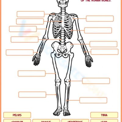 Bones Worksheets