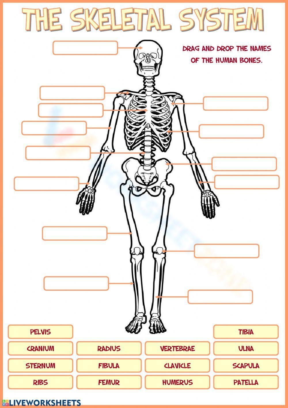 Bones Worksheets