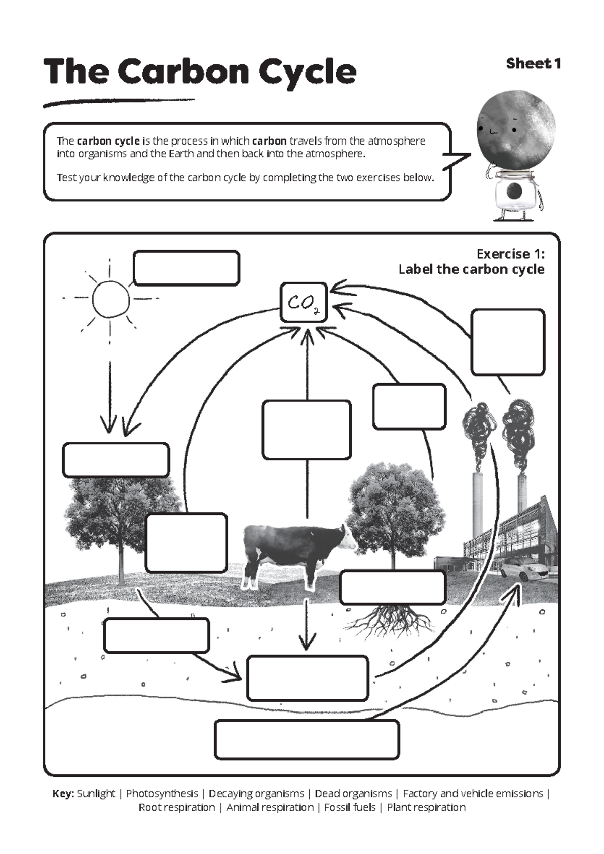 Carbon Cycle Overview And Exercises For Understanding Studocu