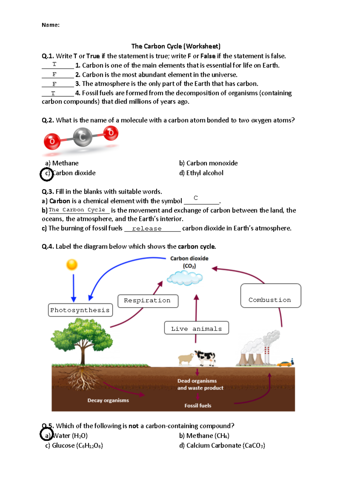 Carbon Cycle Review Questions For Study Worksheet Studocu