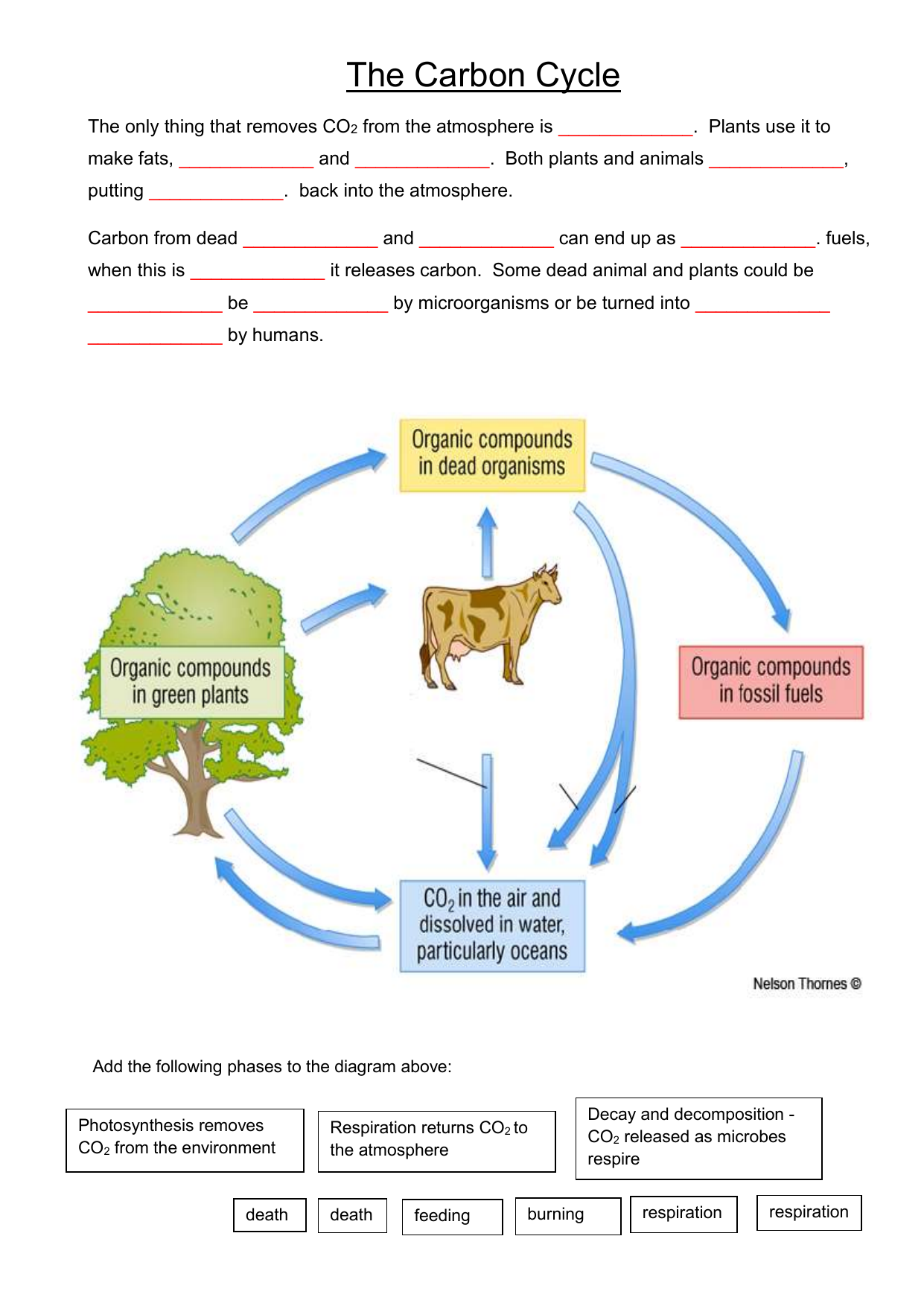 Carbon Cycle Worksheet Photosynthesis Respiration Decomposition