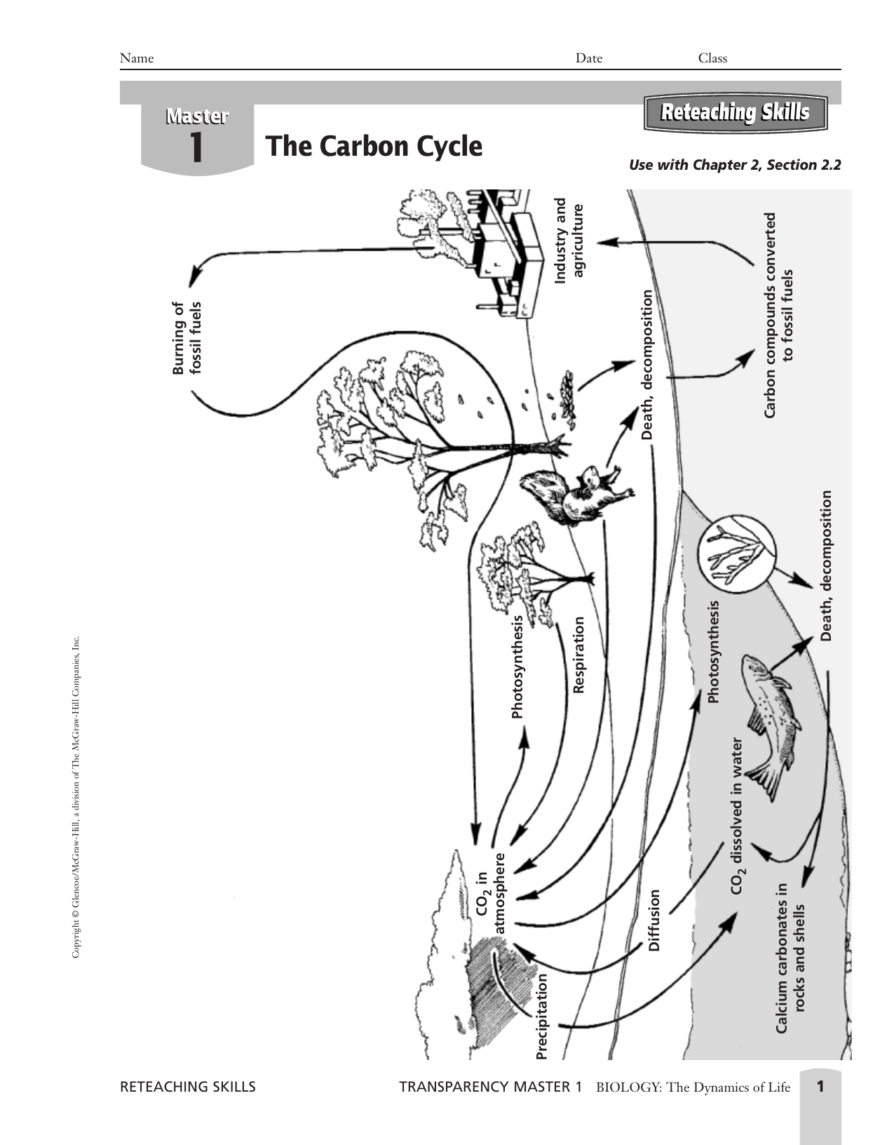 Carbon Nitrogen Cycle Worksheet High School Biology