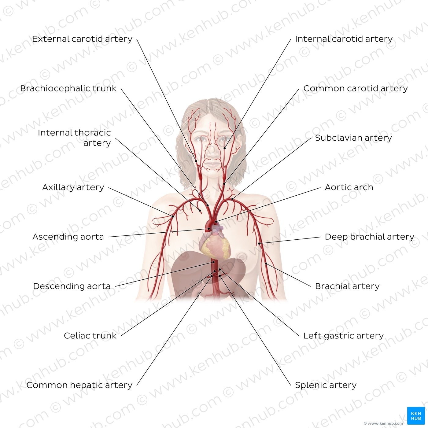 Cardiovascular System Diagrams Quizzes Free Worksheets Kenhub